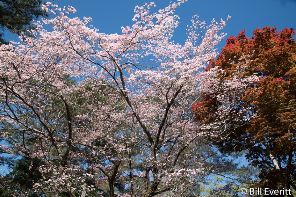 Flowering Doogwood