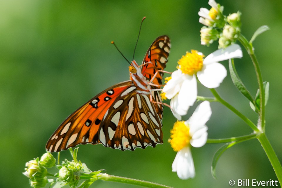 Gulf Fritillary