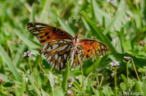 Gulf Fritillary