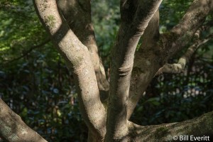 Japanese Maple Trunl