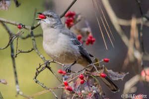 Northern Mockingbird eating fall dogwood berries