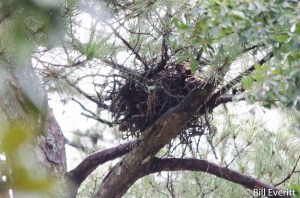 Red-tailed Nest in Pine