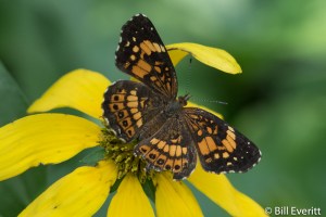 Silvery Checkerspot