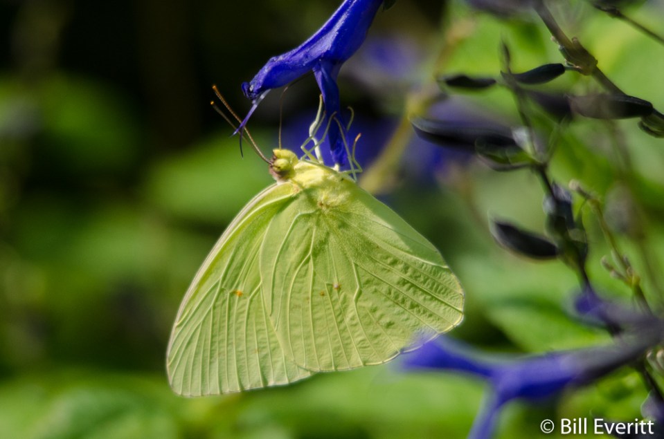 Sulfur Butterfly