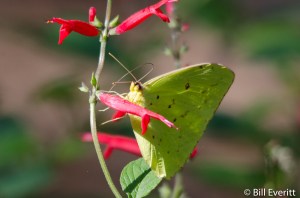 Sulfur Butterfly