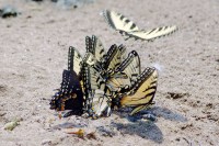 swallowtail_group_puddling