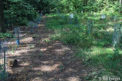 American Chestnuts getting a head start at the Atlanta History Center
