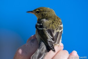 Blackpoll Warbler - Steophaga striata Jekyll Island, GA - October, 2016