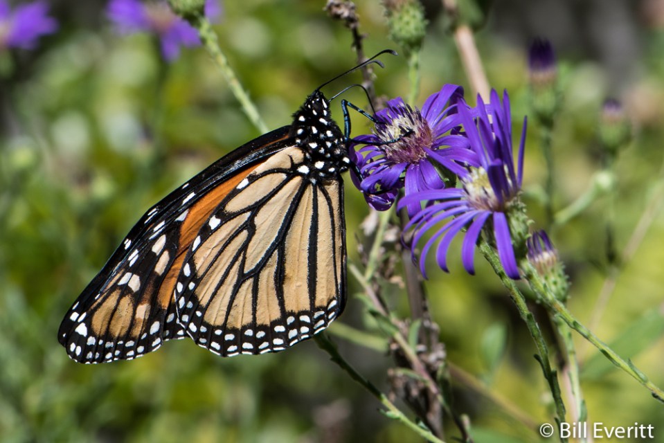 Monarch Butterfly