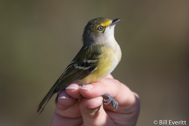 White-eyed Vireo - Vireo griseus Jekyll Island, GA - October, 2016