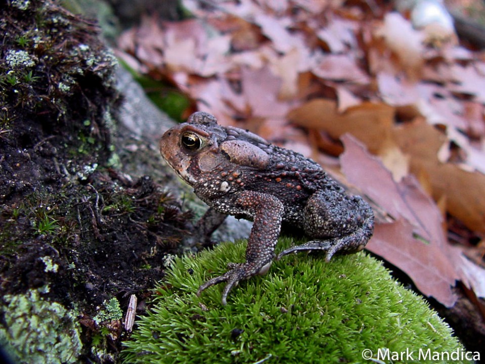 American Toad