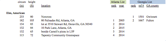 american-elm-champions