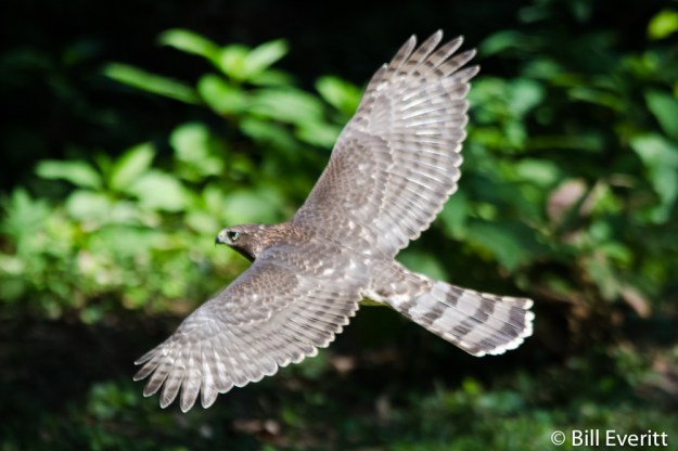 Cooper's Hawk - Accipiter cooperii