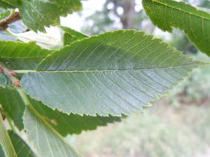 elm-leaf