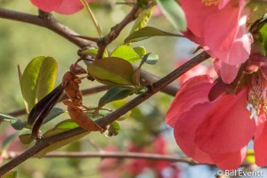 Red Paper Wasp - Polistes carolina