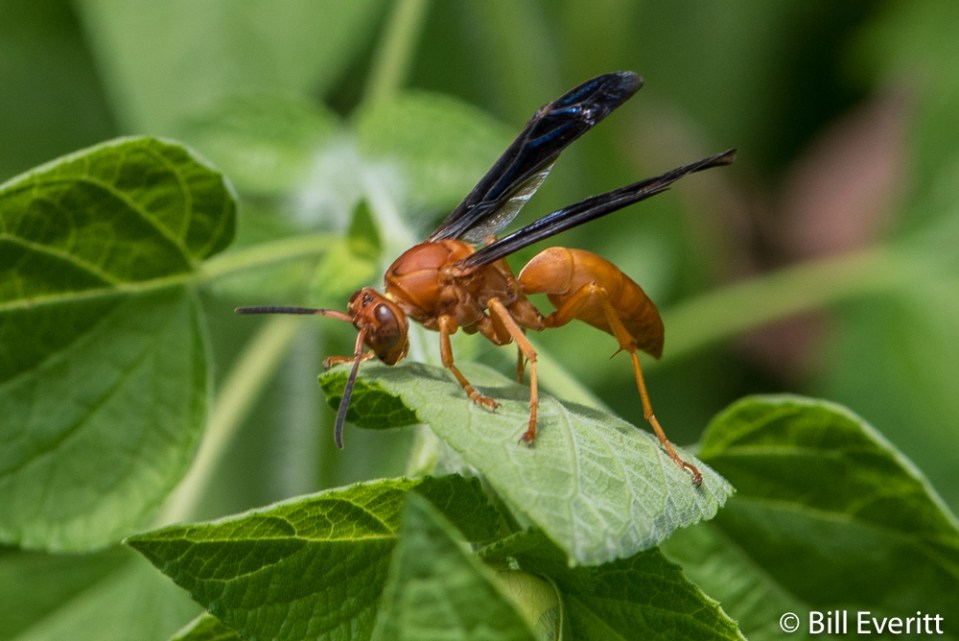 Red Paper Wasp - Polistes carolina