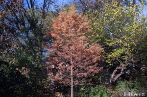 bald-cypress1