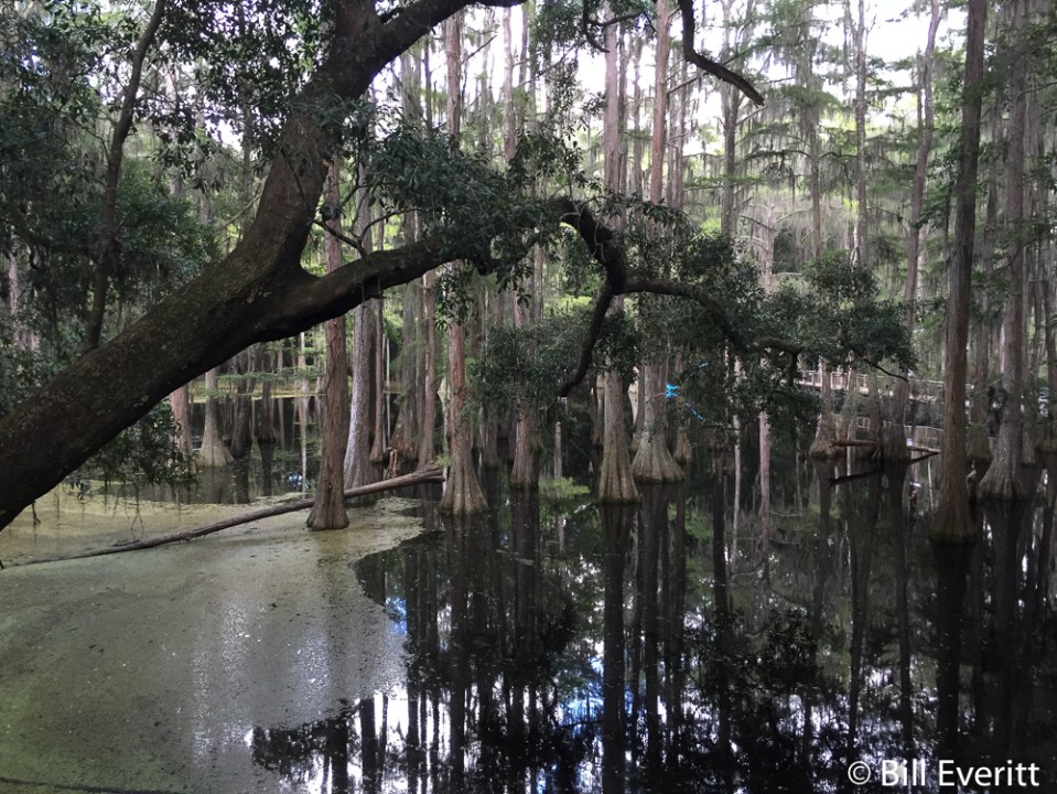 bald-cypress2