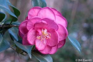 Camelia