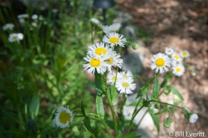 Daisy Fleabane