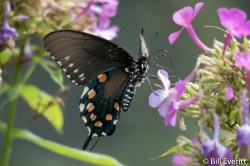 Pipevine Swallowtail Butterfly