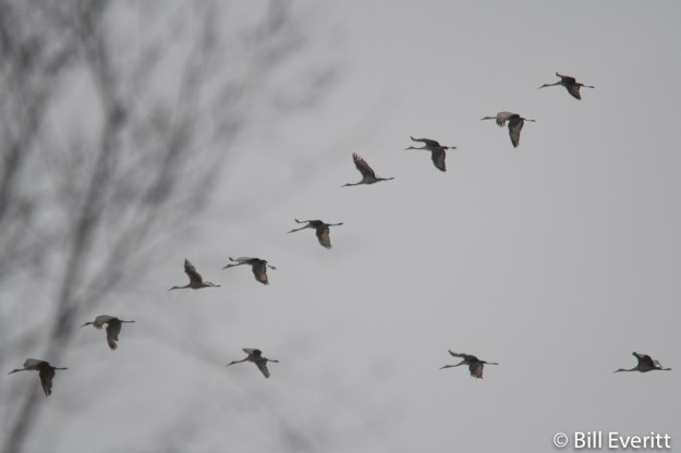 Sandhill Cranes